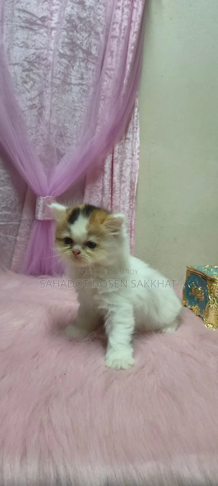 Persian Cat