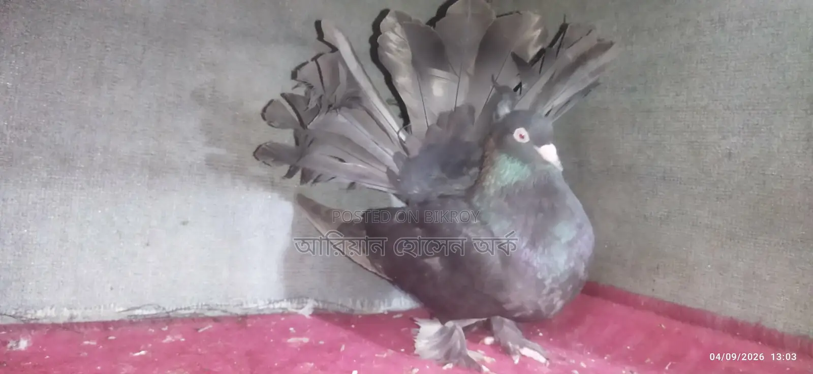 Adult Female Lakka
