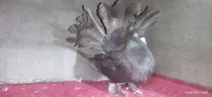 অ্যাডাল্ট ফিমেল লাক্ষা