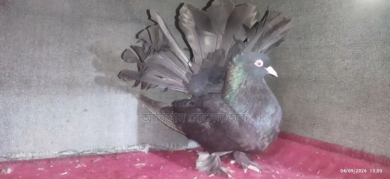 Adult Female Lakka