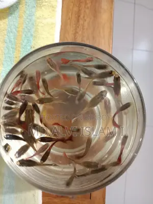 Running Guppy Fish for Sale