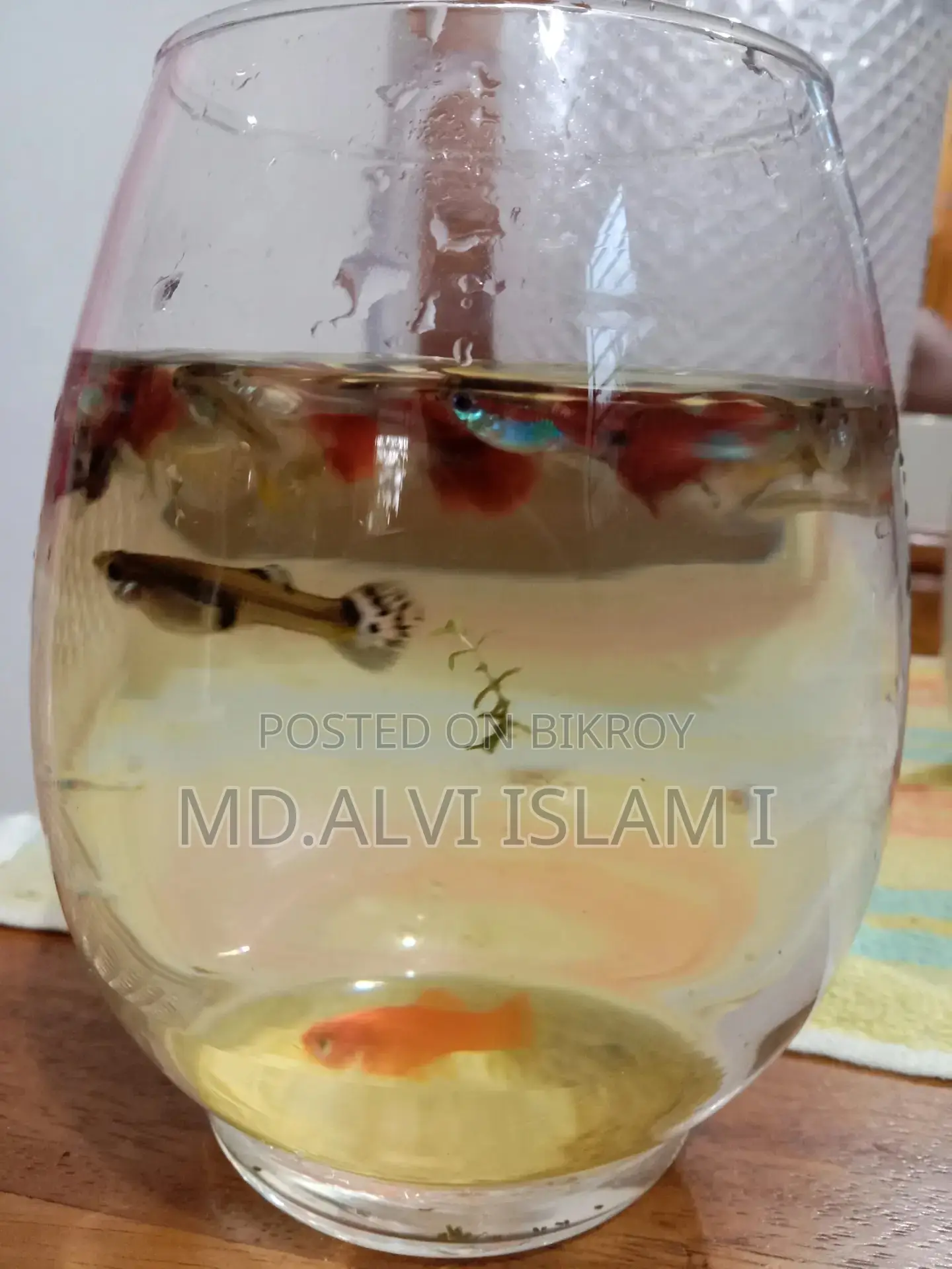 Running Guppy Fish for Sale