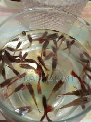 Running Guppy Fish for Sale