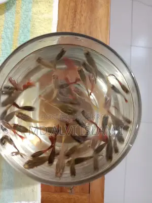 Running Guppy Fish for Sale