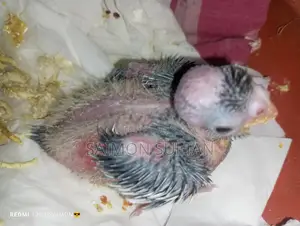 Cockatiel Bird Chinese Mon Pal