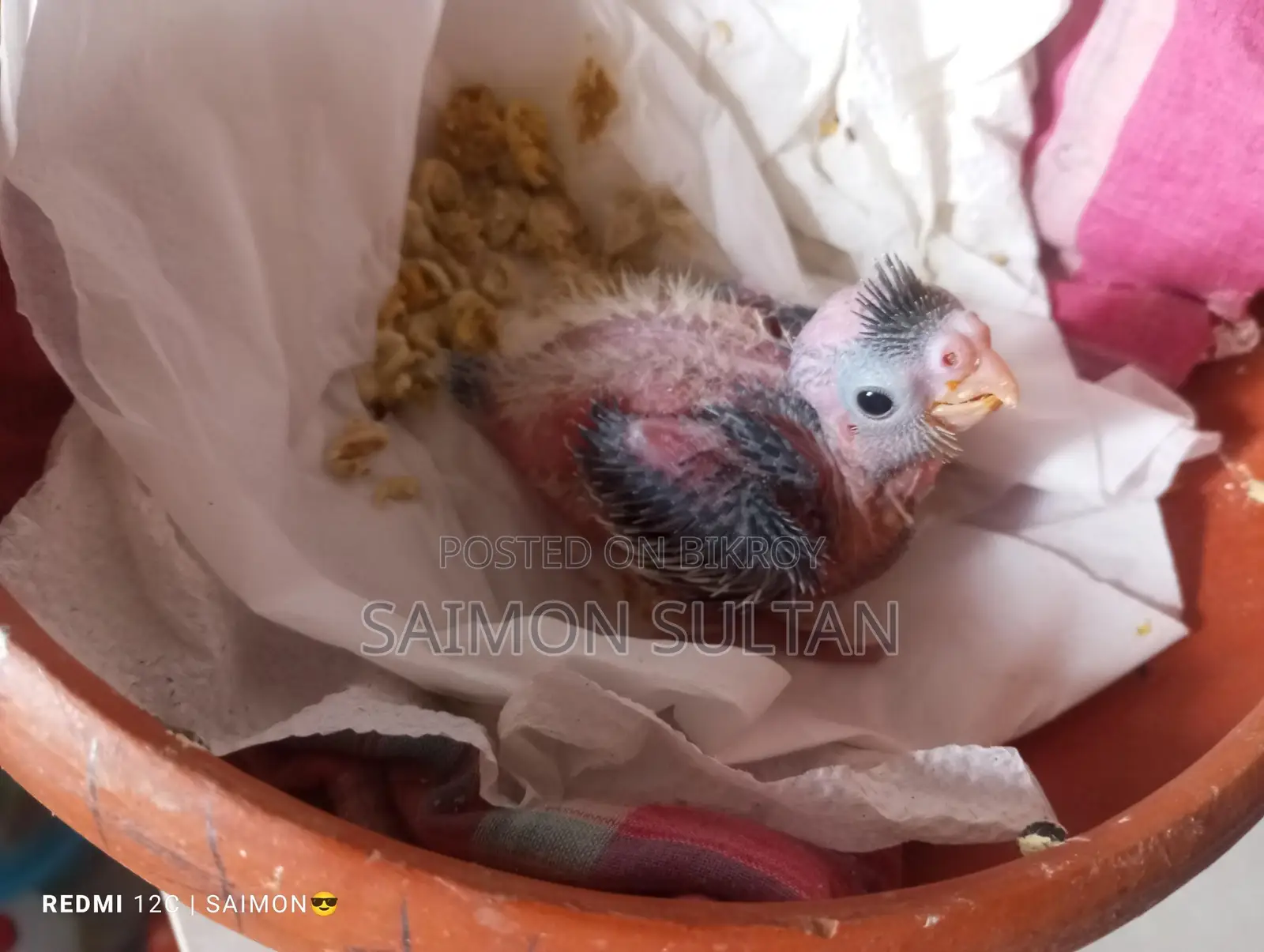 Cockatiel Bird Chinese Mon Pal