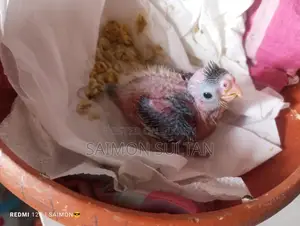 Cockatiel Bird Chinese Mon Pal