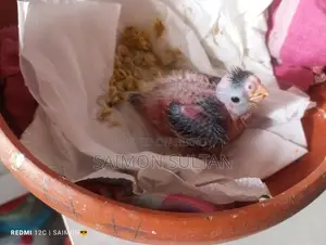 Cockatiel Bird Chinese Mon Pal