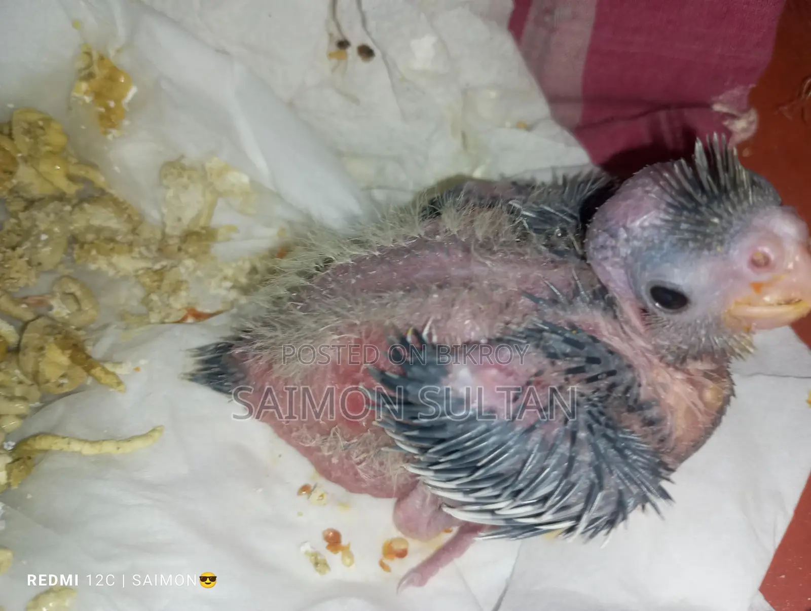 Cockatiel Bird Chinese Mon Pal