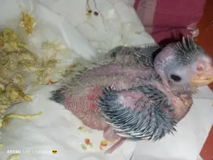 Cockatiel Bird Chinese Mon Pal
