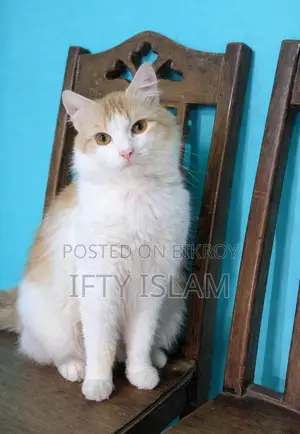 Persian Cat