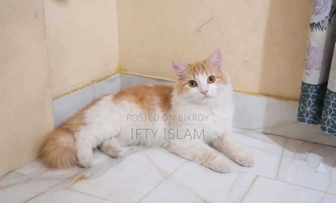 Persian Cat