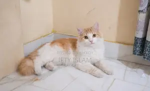 Persian Cat