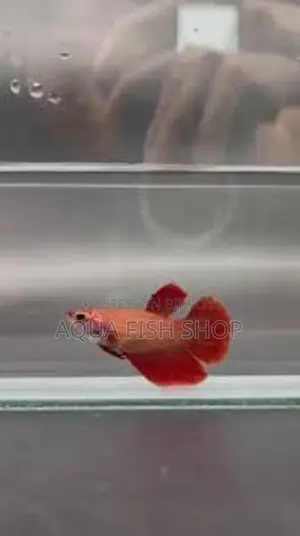 Half Moon Betta Fish