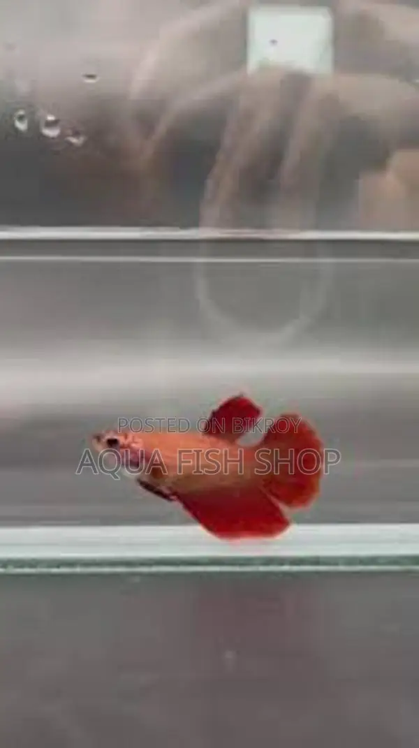 Half Moon Betta Fish