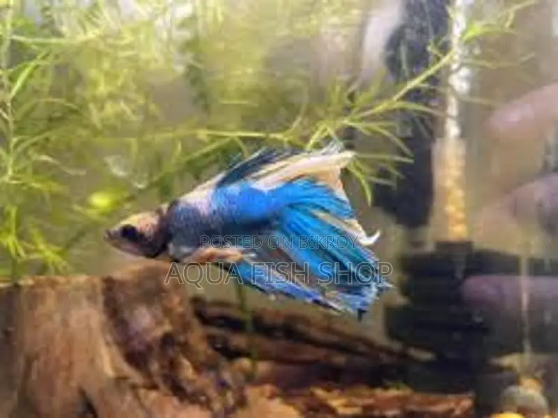 Half Moon Betta Fish