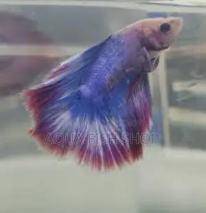 Half Moon Betta Fish