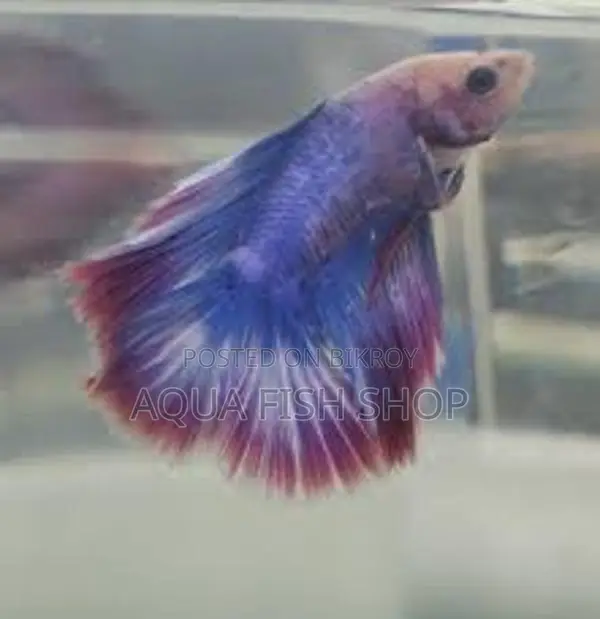 Half Moon Betta Fish