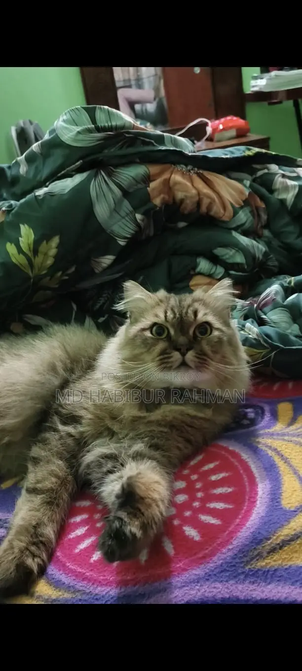 Persian Cat Male