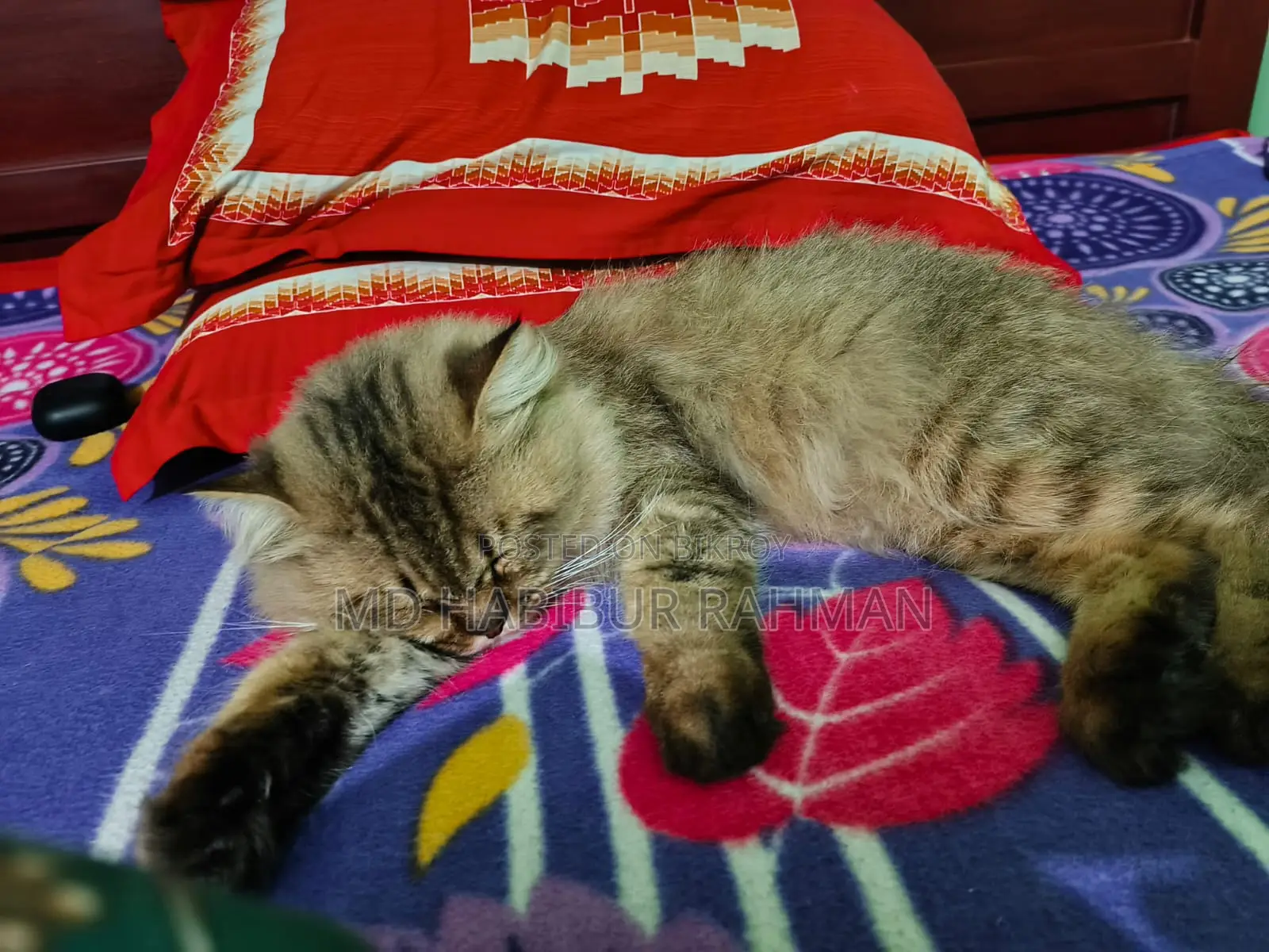 Persian Cat Male