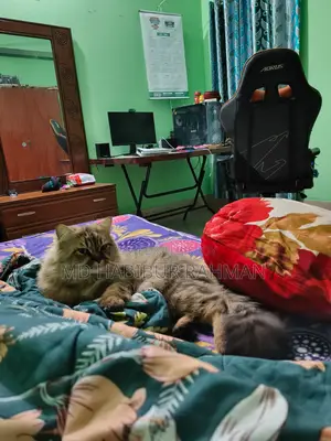 Persian Cat Male
