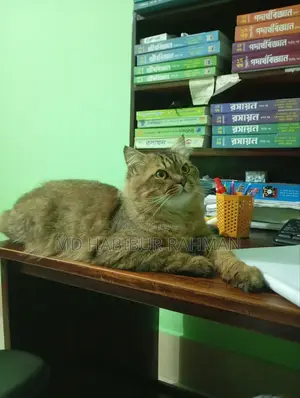 Persian Cat Male