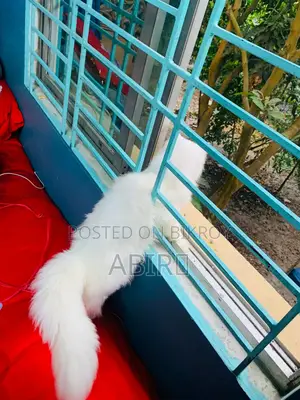 পার্সিয়ান বিড়াল বিক্রয় হবে
