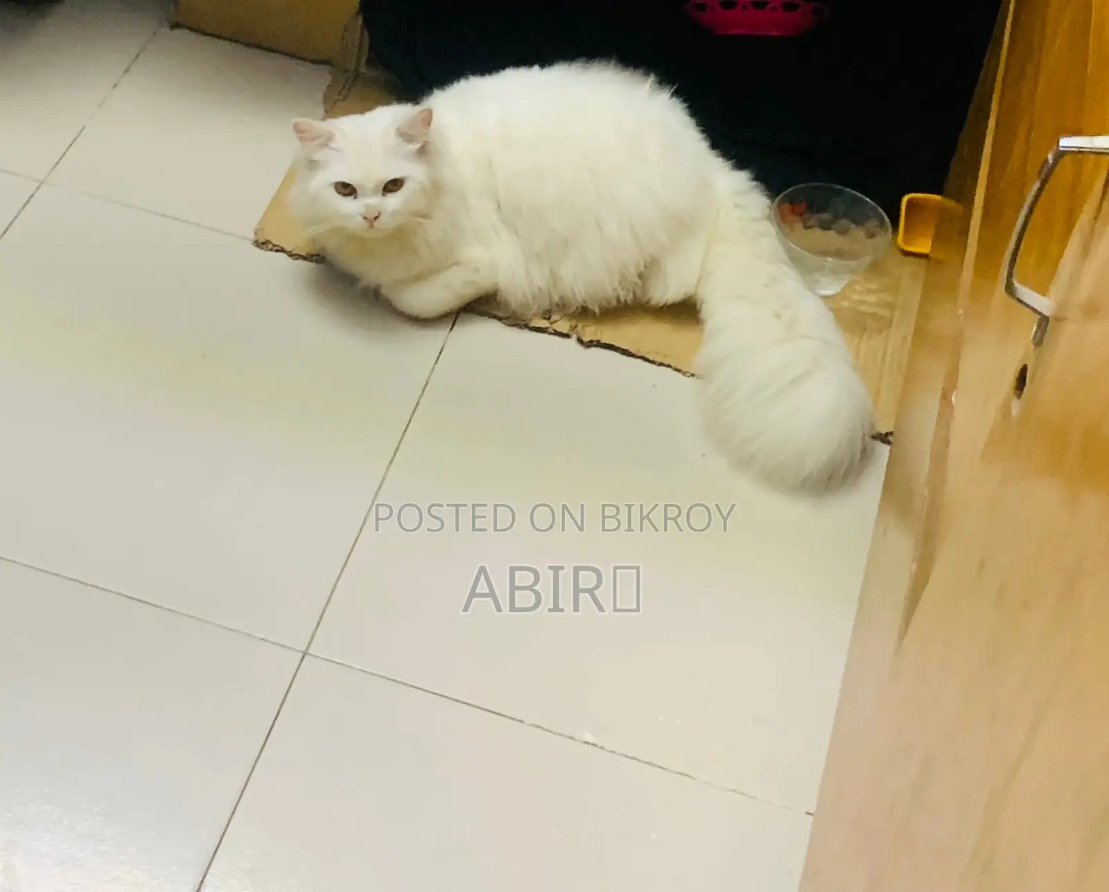 Persian cat for sale