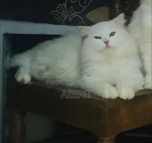 Persian cat for sale