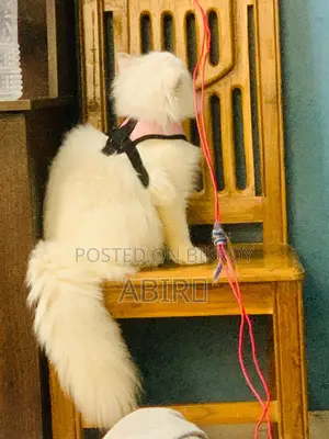 Persian cat for sale