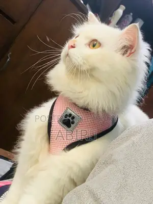 Persian cat for sale