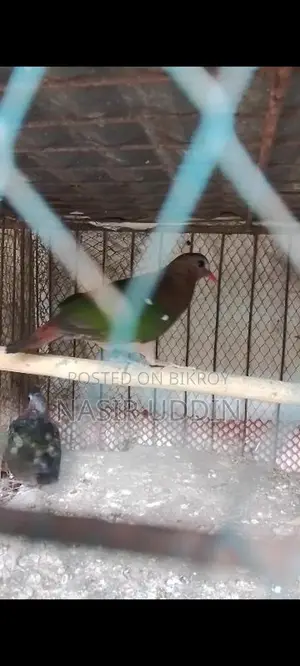 সবুজ রাজ ঘুঘু