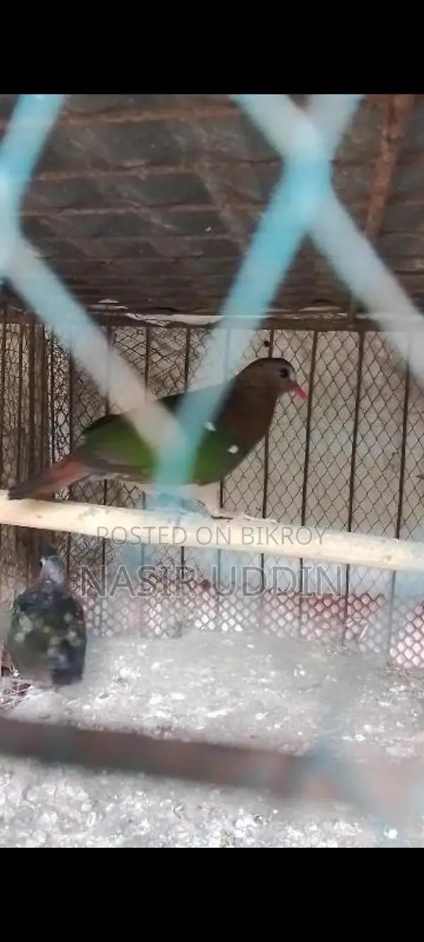 সবুজ রাজ ঘুঘু
