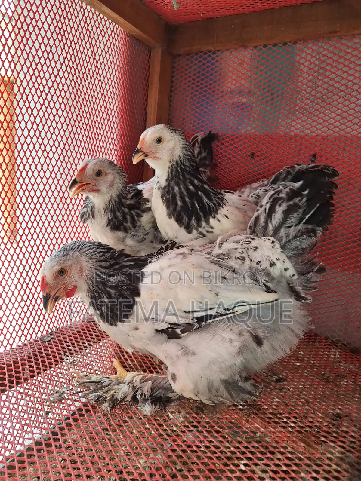 Brahma Chicken