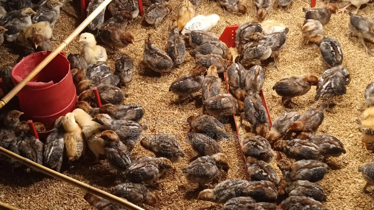Fayoumi Chicken