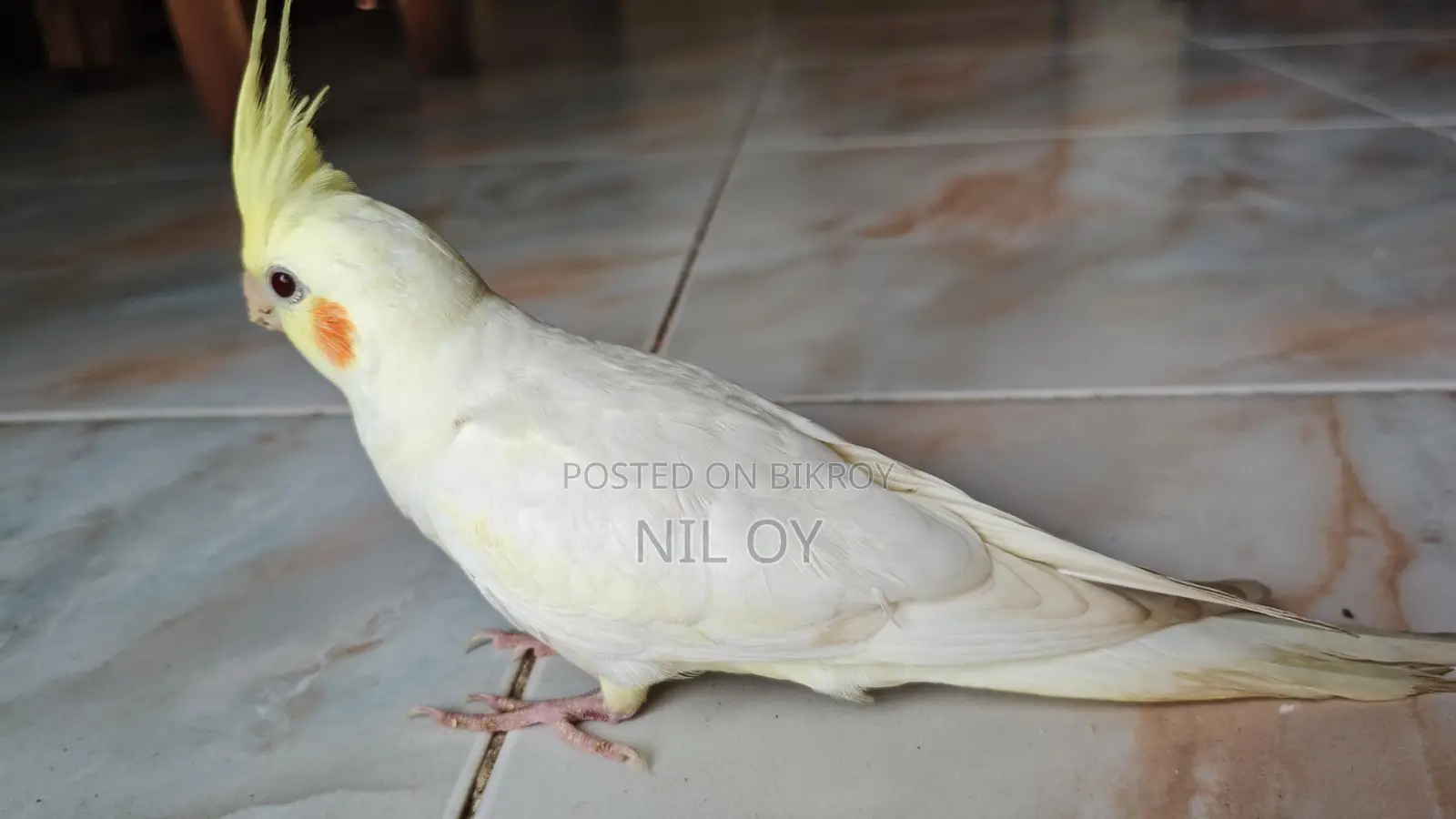 টেইম সাইজ লাভবার্ড বেবি, হাফ লুটিনো ককাটেল