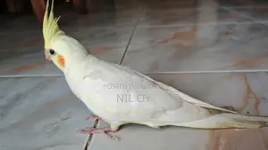 টেইম সাইজ লাভবার্ড বেবি, হাফ লুটিনো ককাটেল