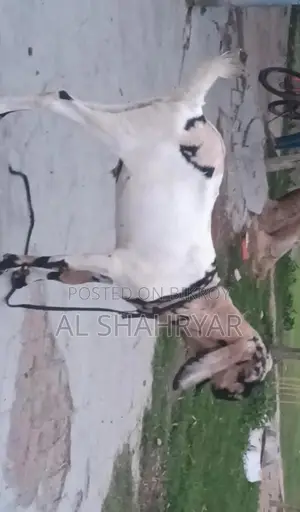 High-Quality Totapuri Cross Goat for Sale. Ready for Qurbani
