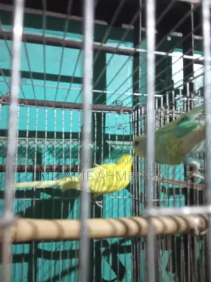 বাজিগার পাখি