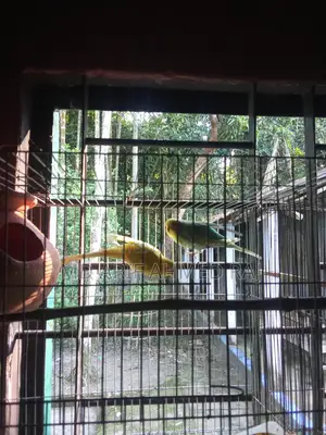 বাজিগার পাখি