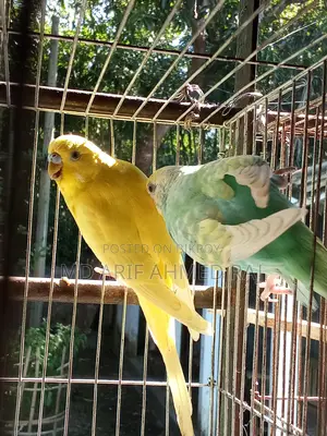 বাজিগার পাখি