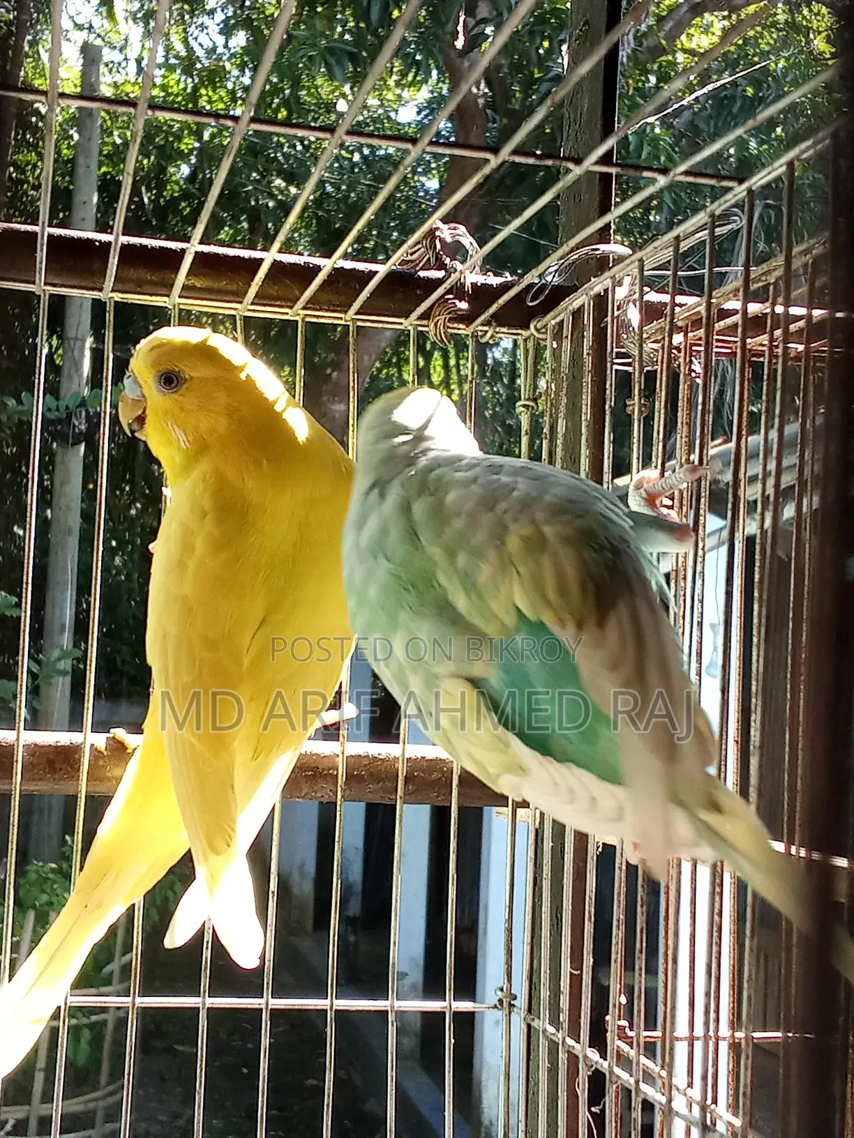 বাজিগার পাখি