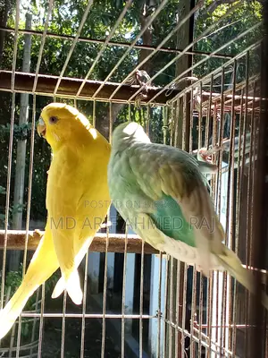 বাজিগার পাখি