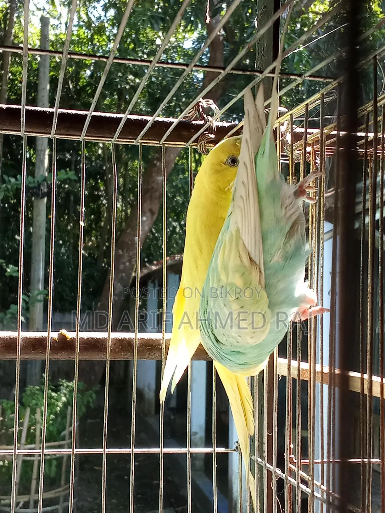 বাজিগার পাখি