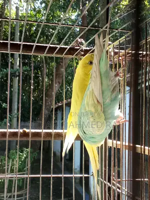 বাজিগার পাখি