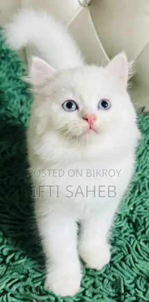 Persian Cat