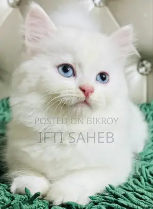 Persian Cat