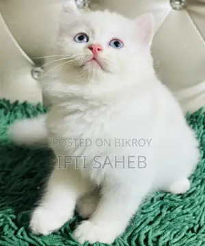 Persian Cat