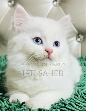 Persian Cat