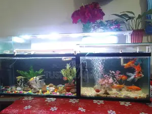 একুরিয়াম
